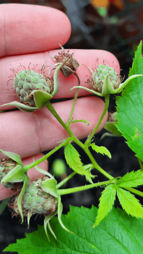 Is it normal for some buds to dry off and become brown? This raspberry bush also has yellowing leaves but I think it was caused by intense rain