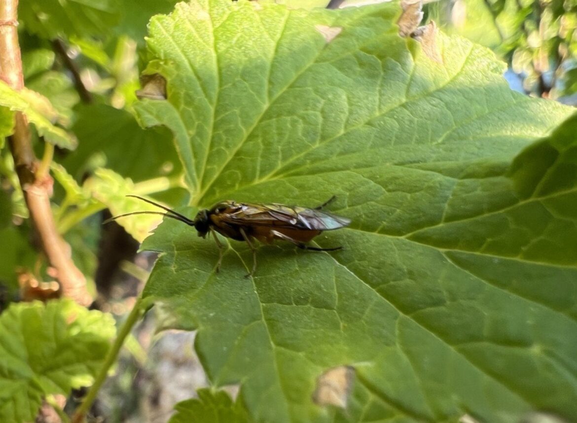 How to deal with imported currant worms / sawfly?