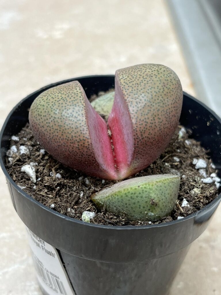 Parent leaves rotting on recent purchase