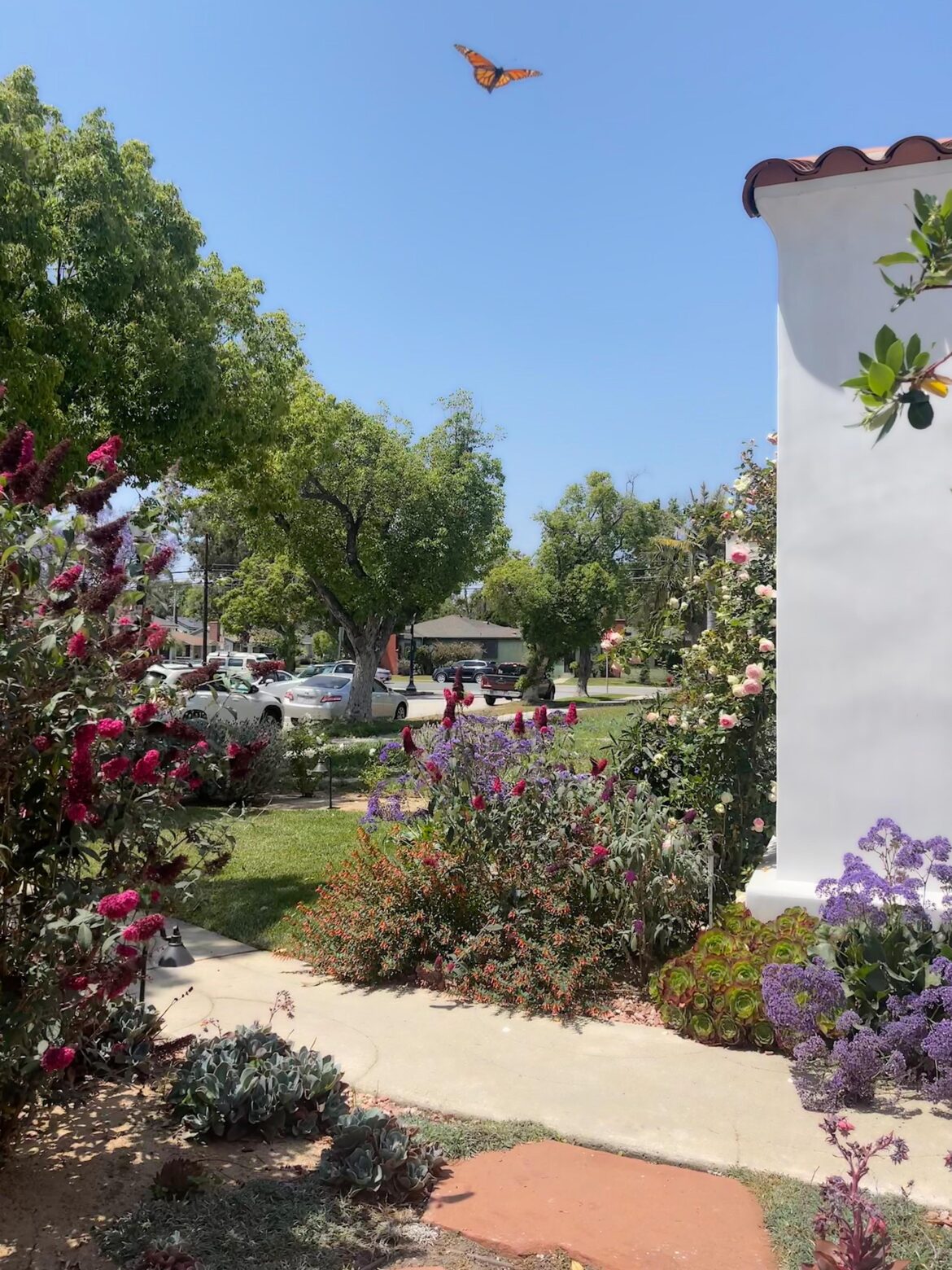 Should I remove my Butterfly Bushes? Invasive?