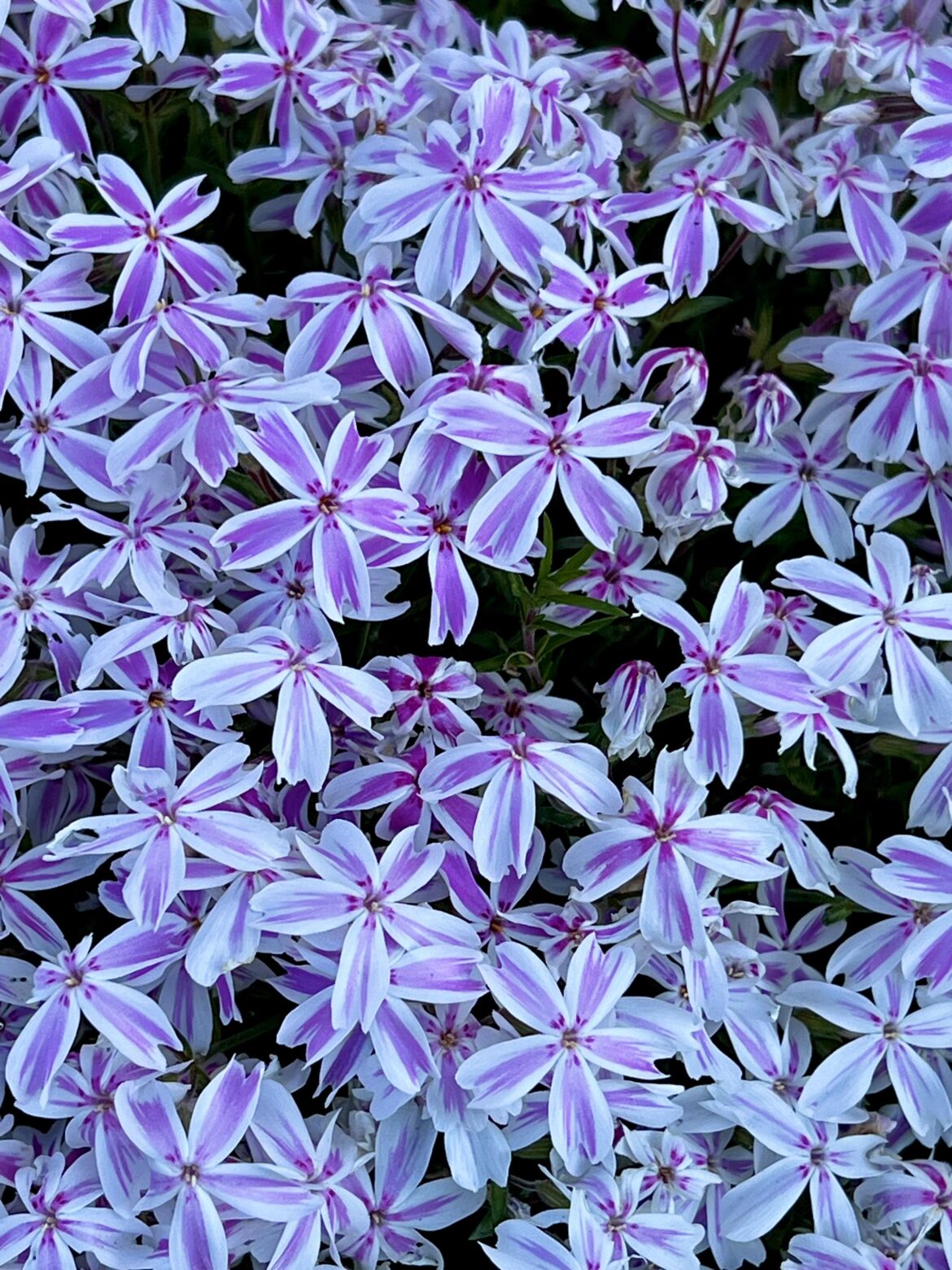 Creeping Phlox Candy Stripes [Phlox subulata] Pembrokeshire