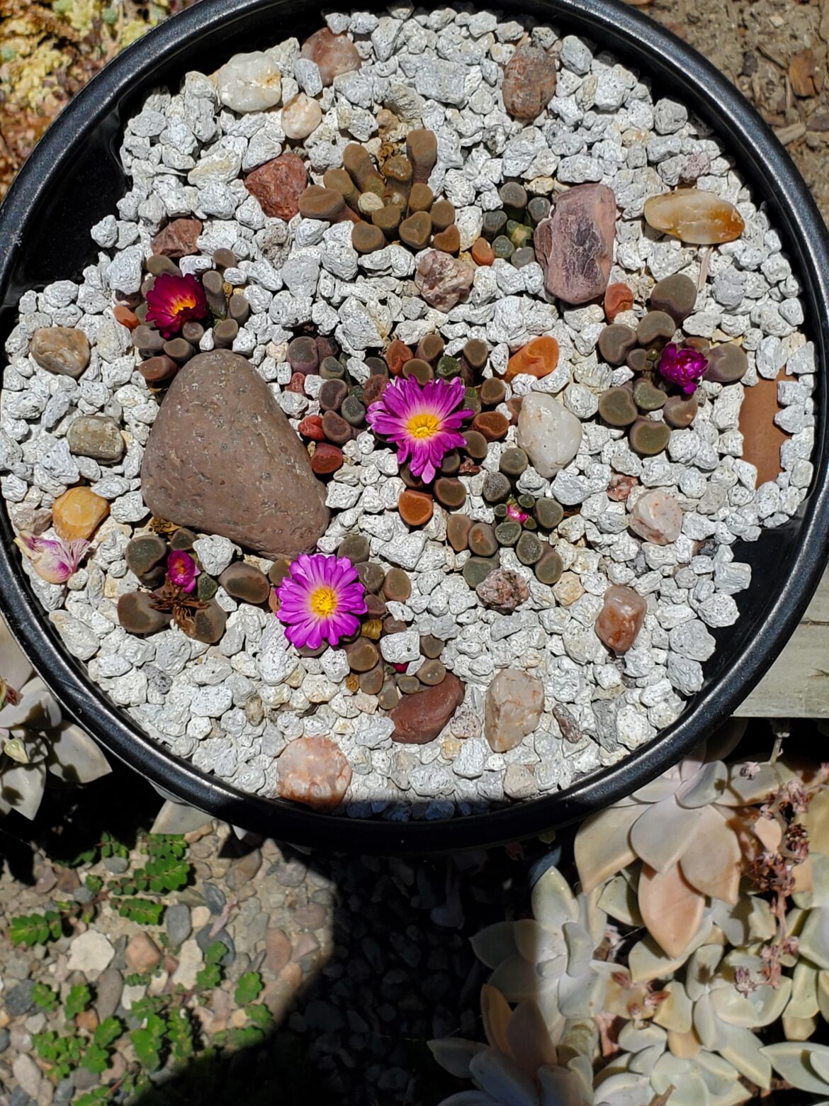 More blooms in the mini desert