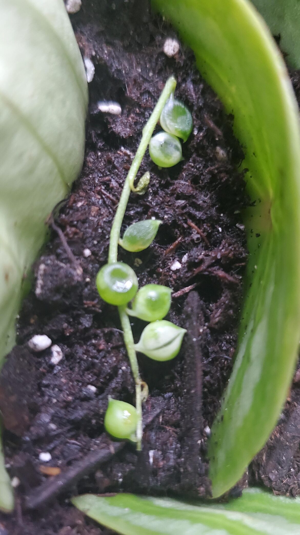 Ordered a variegated SOT off of etsy. Arrived pretty smashed, is my best shot humidity dome?