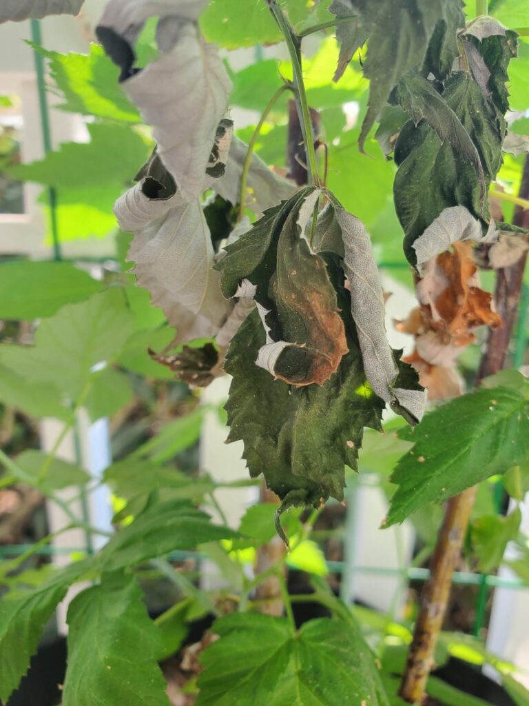 Question! What could be causing this?