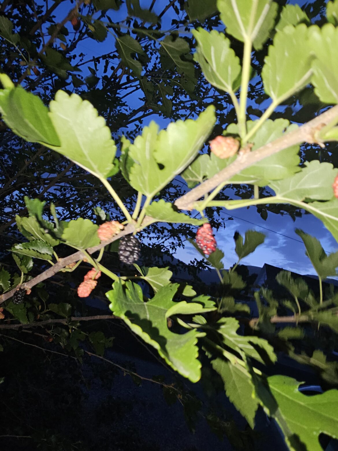 Saw these at my friends house what are they?