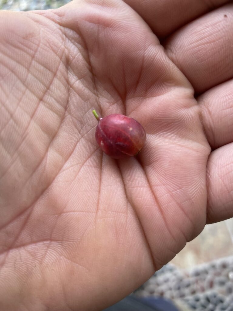 Has anyone here had this happen to their gooseberries/currants? Lucky for me it’s my first year growing them…looks like current fruit fly. Lay larva in the flower and as the berry grows they grow while they eat it. I’m thinking some branches are going to be fine. I have 4 plants luckily.
