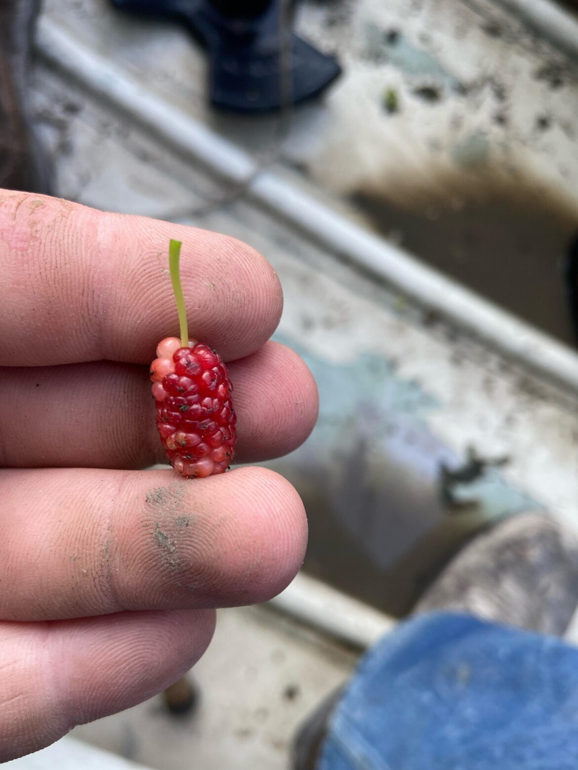 My bud and i was fishin and wanted to know if we can eat these