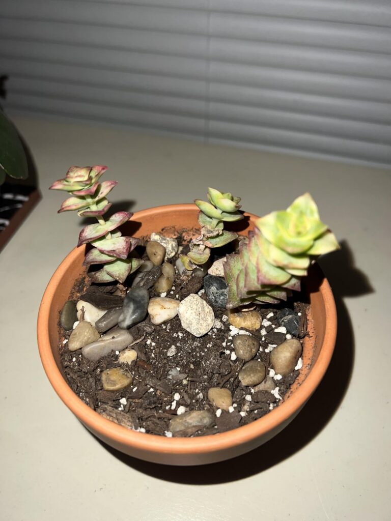 Can I keep this succulent alive?