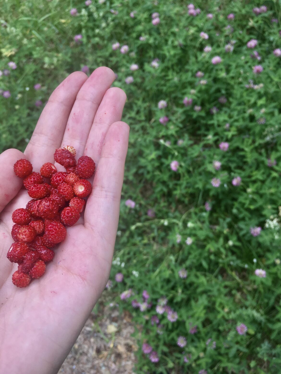 Dreaming of wild strawberry season again