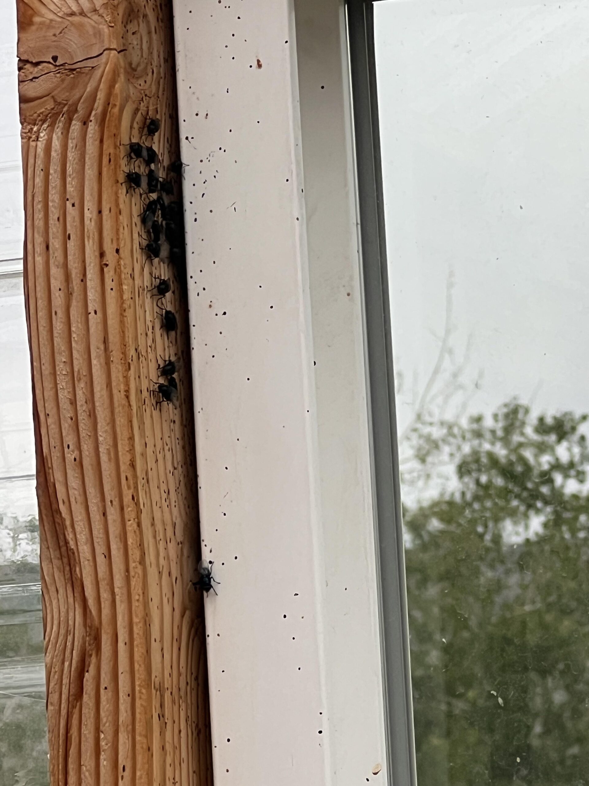 Why are there so many flies in my greenhouse? How do I get rid of them