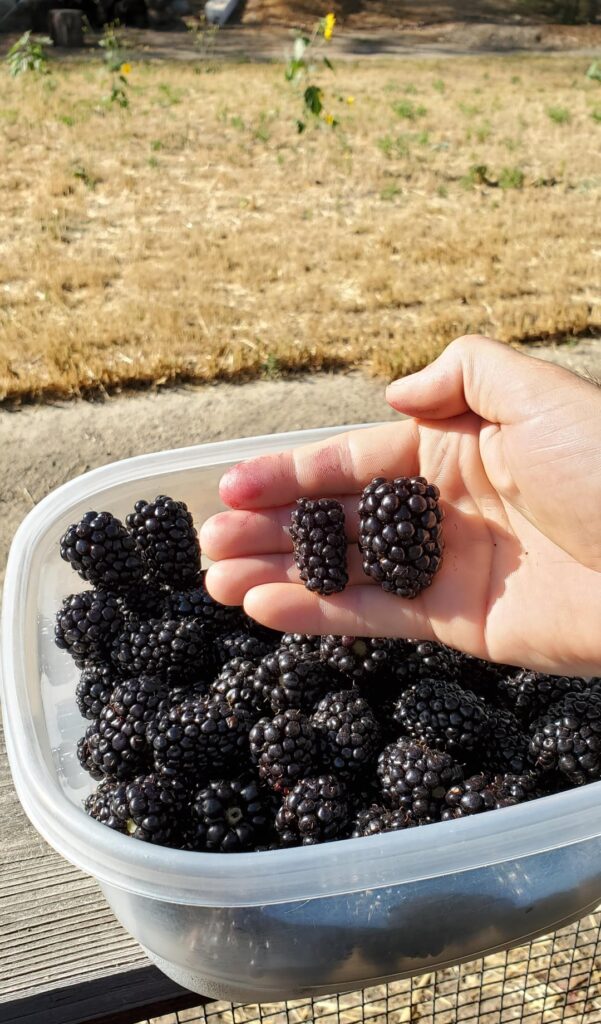 Olallie vs Kiowa Blackberry