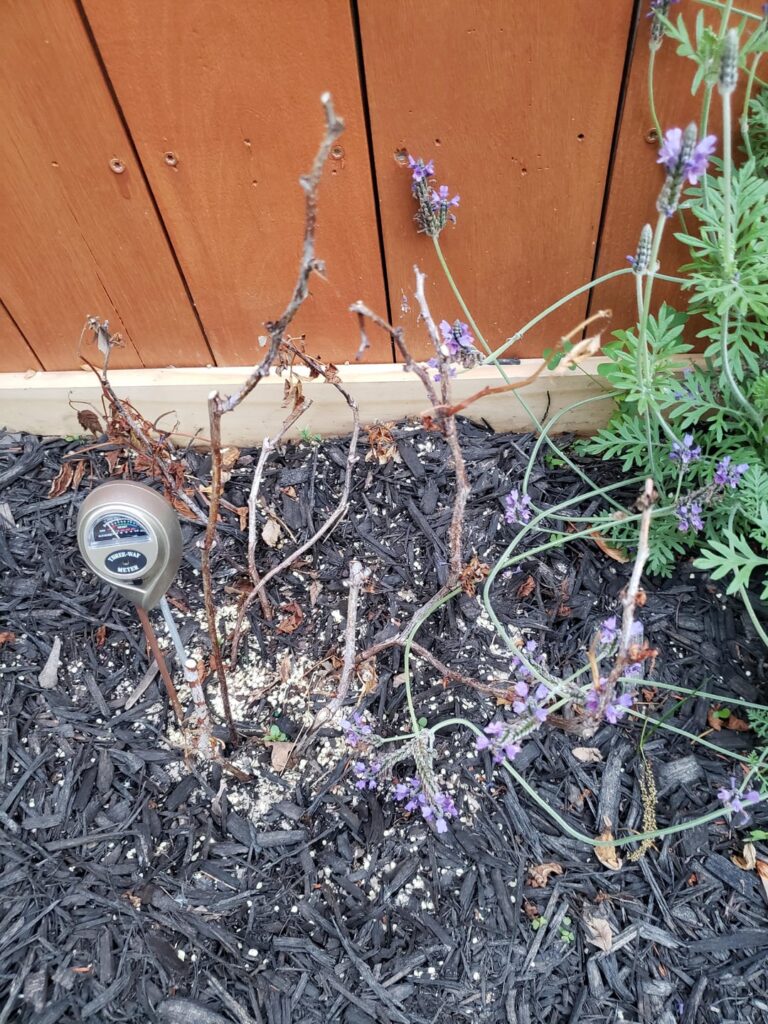 Update: Raspberry bush getting worse.