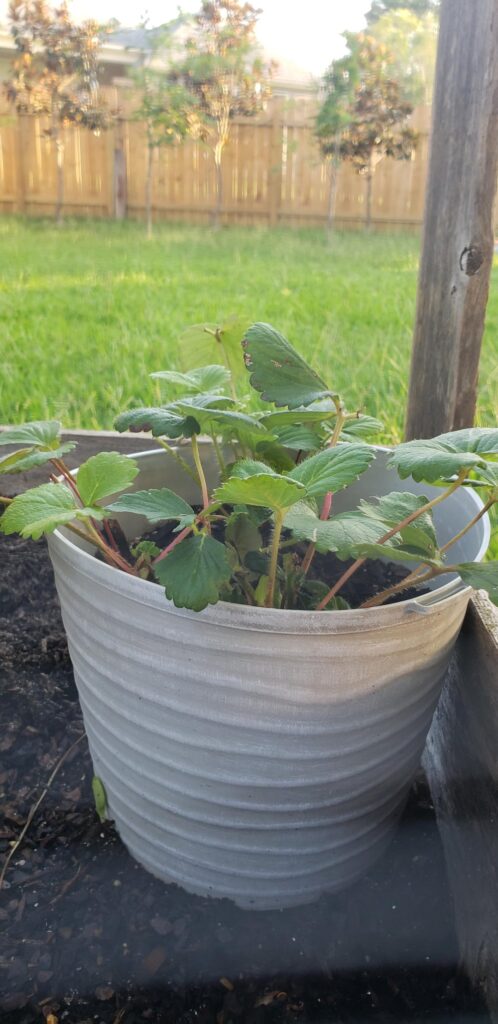Purchased these strawberries in the pot and the tag specifically said they can remain in the pot but wouldn't they benefit from a larger space?