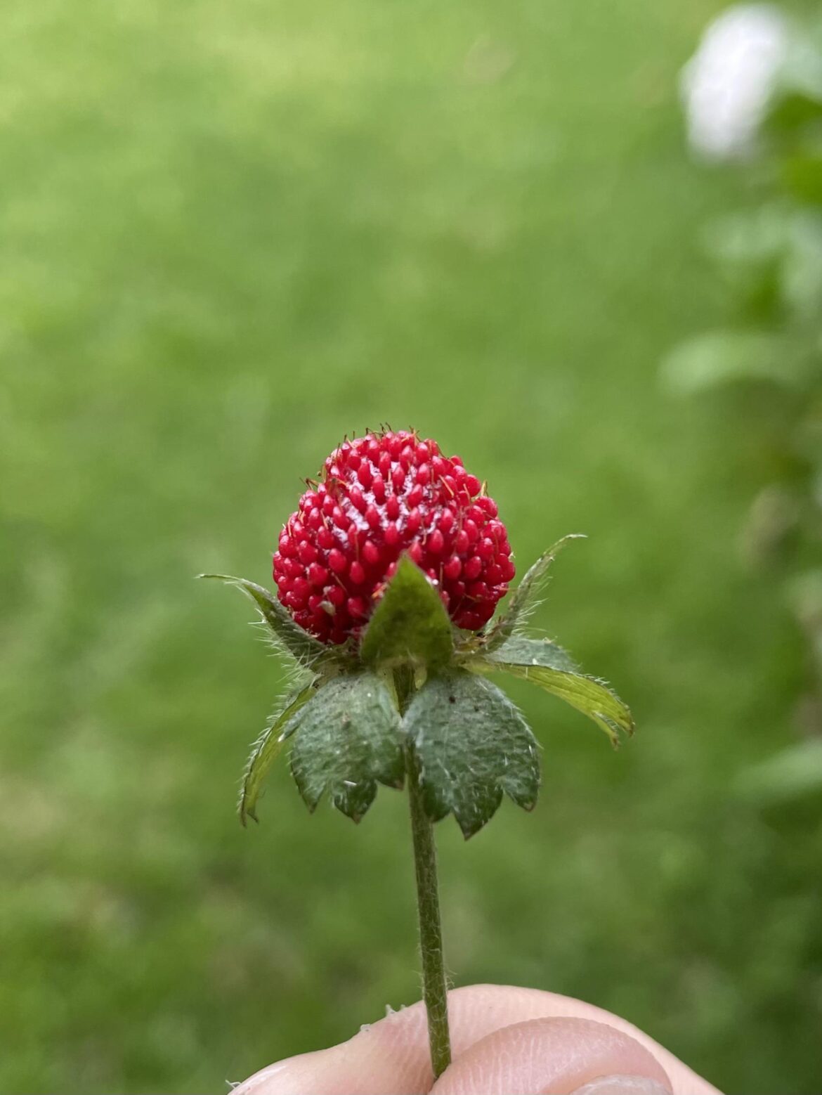 What kind of berries are these? Are they edible?