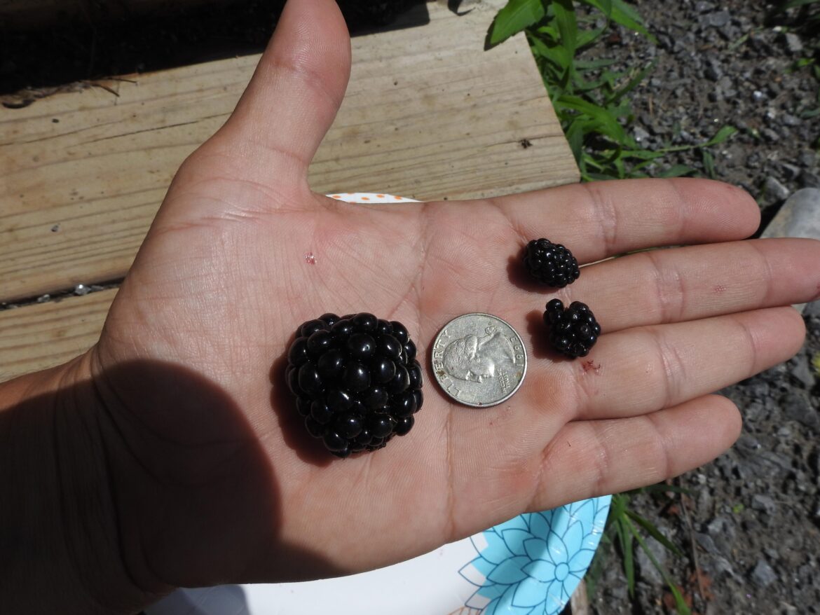 cultivars matter: Triple crown vs wild in same spot.