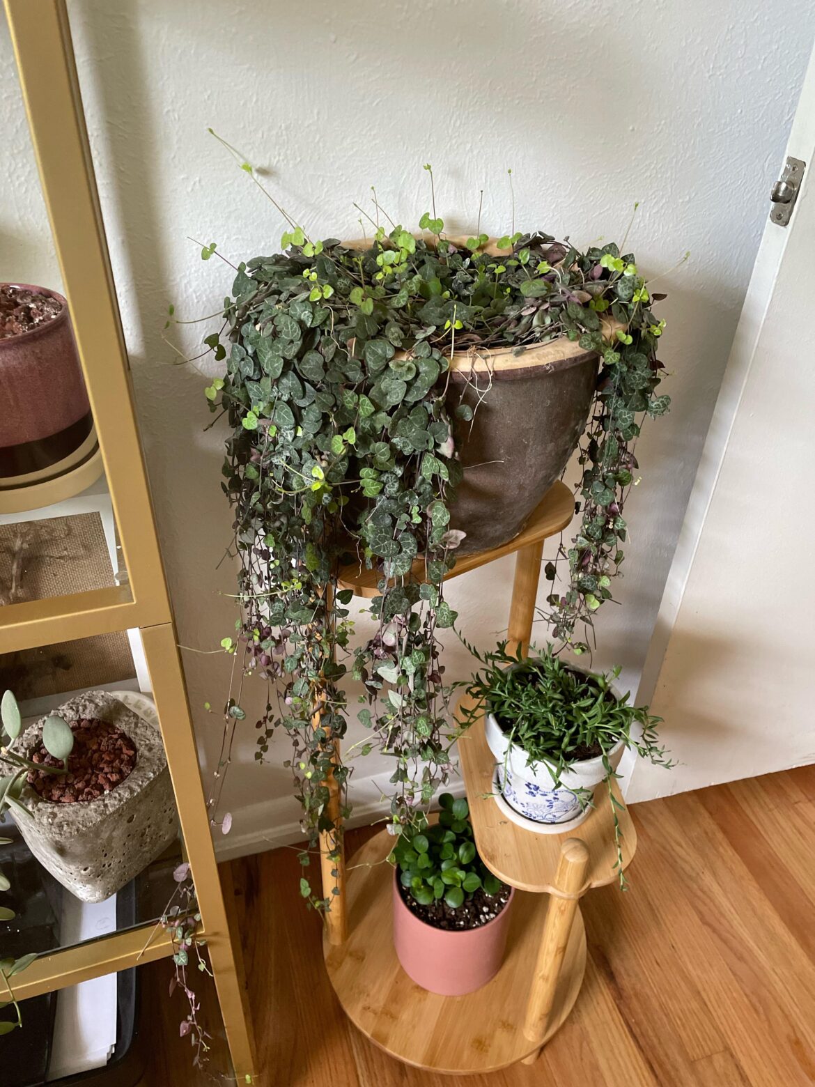 Rescued this String Of Hearts from a nursery in rural New Mexico. Only $50 for this beauty!