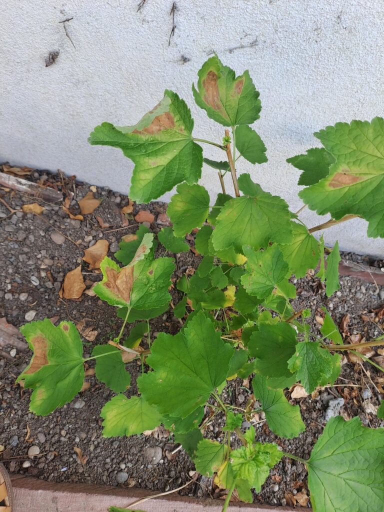 What's wrong with my white currant?
