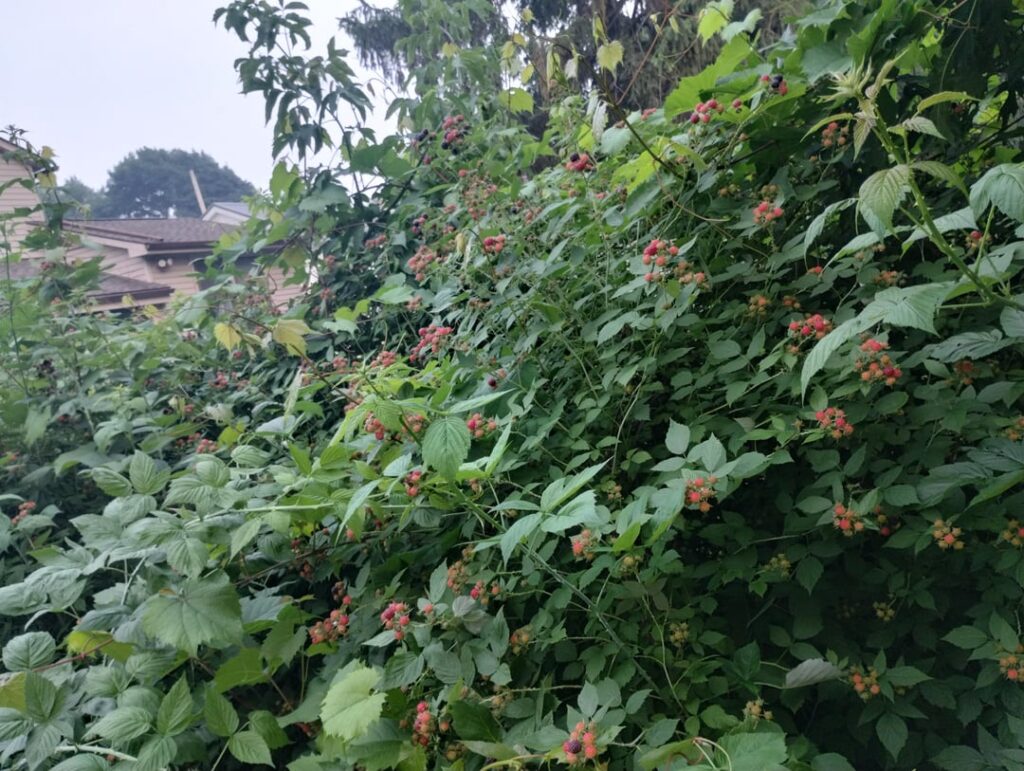 This years harvest is going to be a little much. Already got some that were ripe early. This years harvest is going to be a little much. Already got some that were ripe early.
