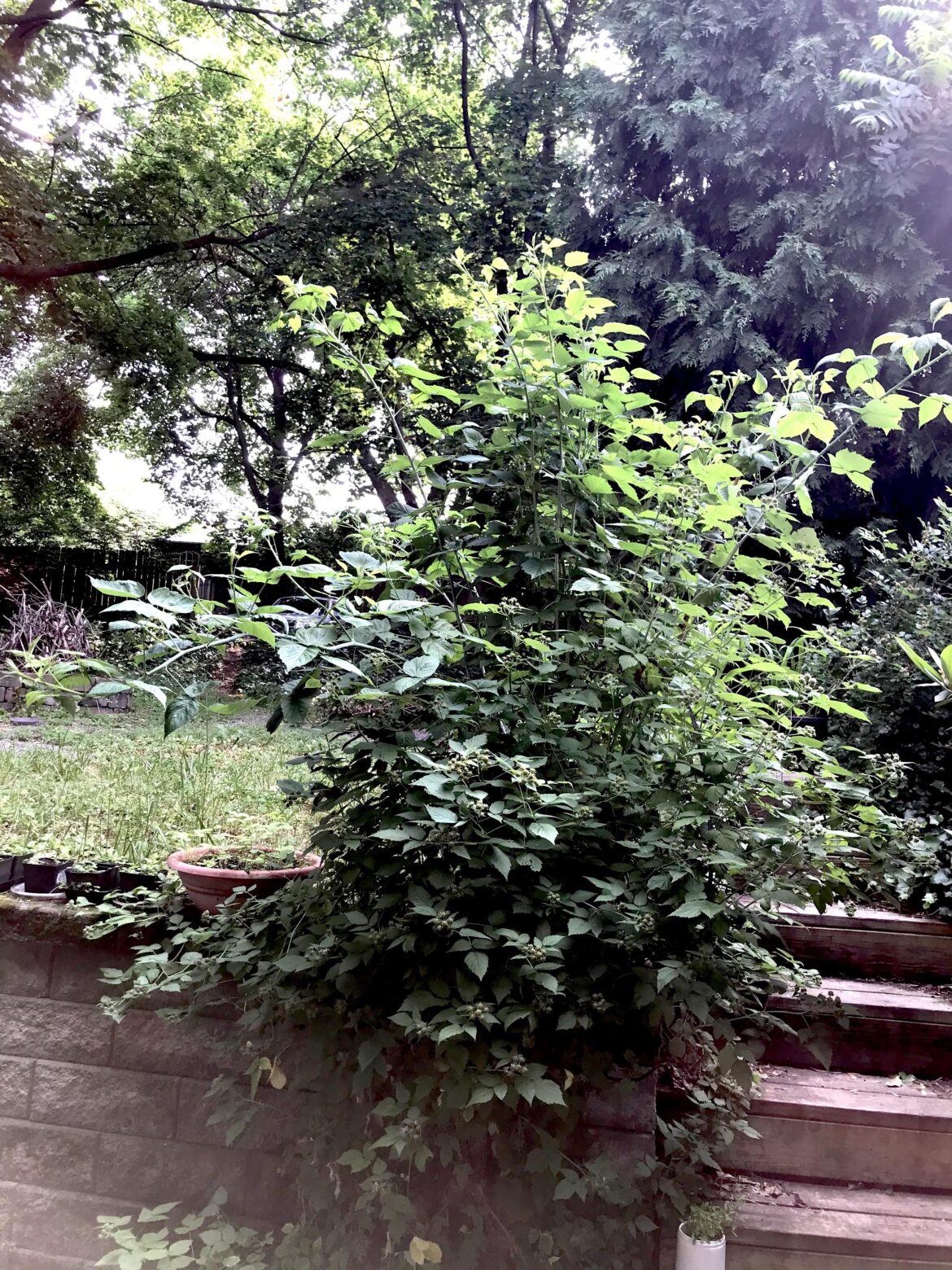 I swear that there is a planter under there… somewhere