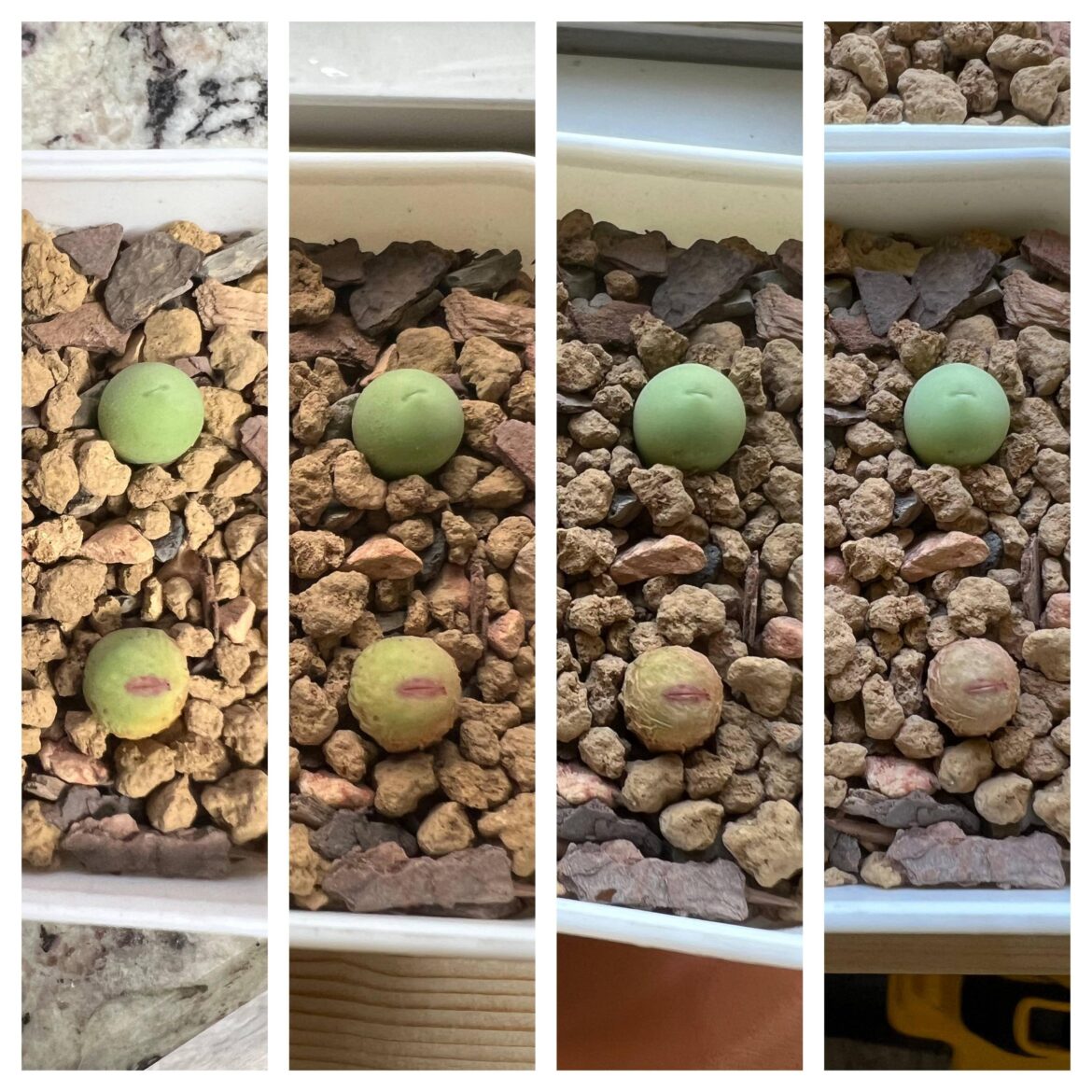 Is my pageae enter dormancy or dying?