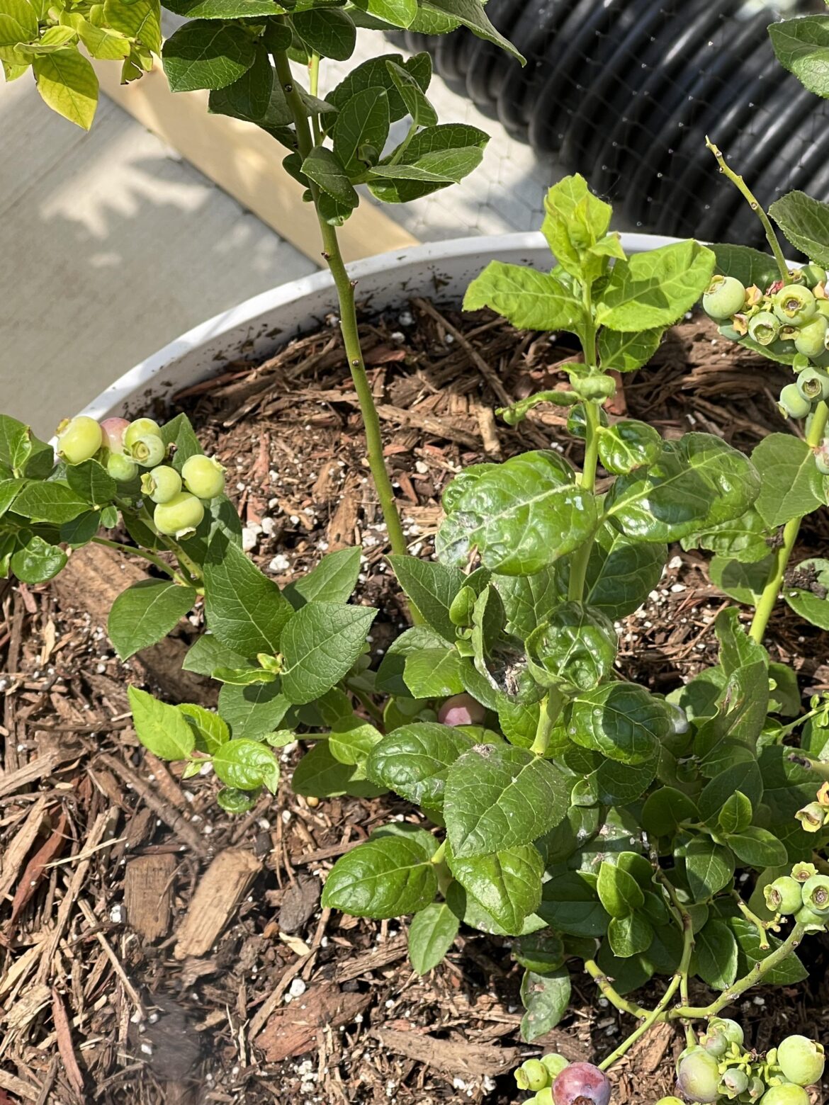 Just reported my blueberry plant. Any idea what’s happening with the leaves?