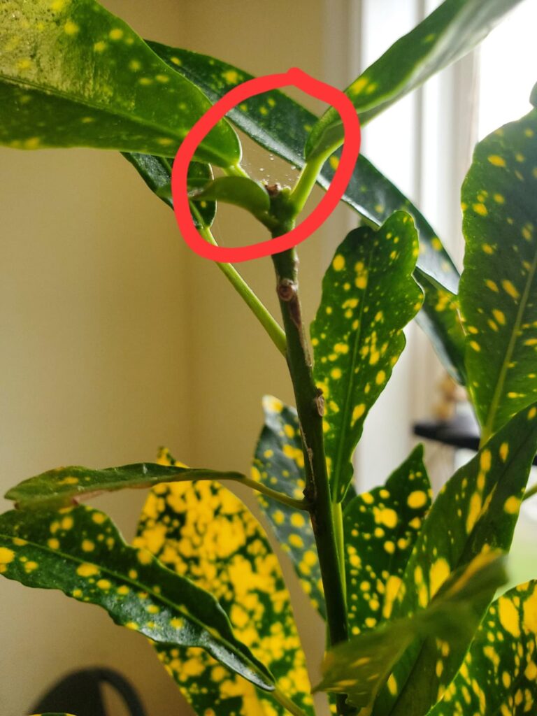 Spidermites?