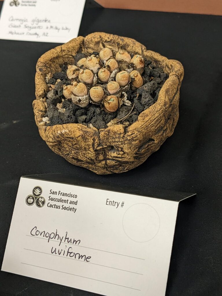 A friend of mine entered some dormant Conophytums into the San Francisco CSS show.