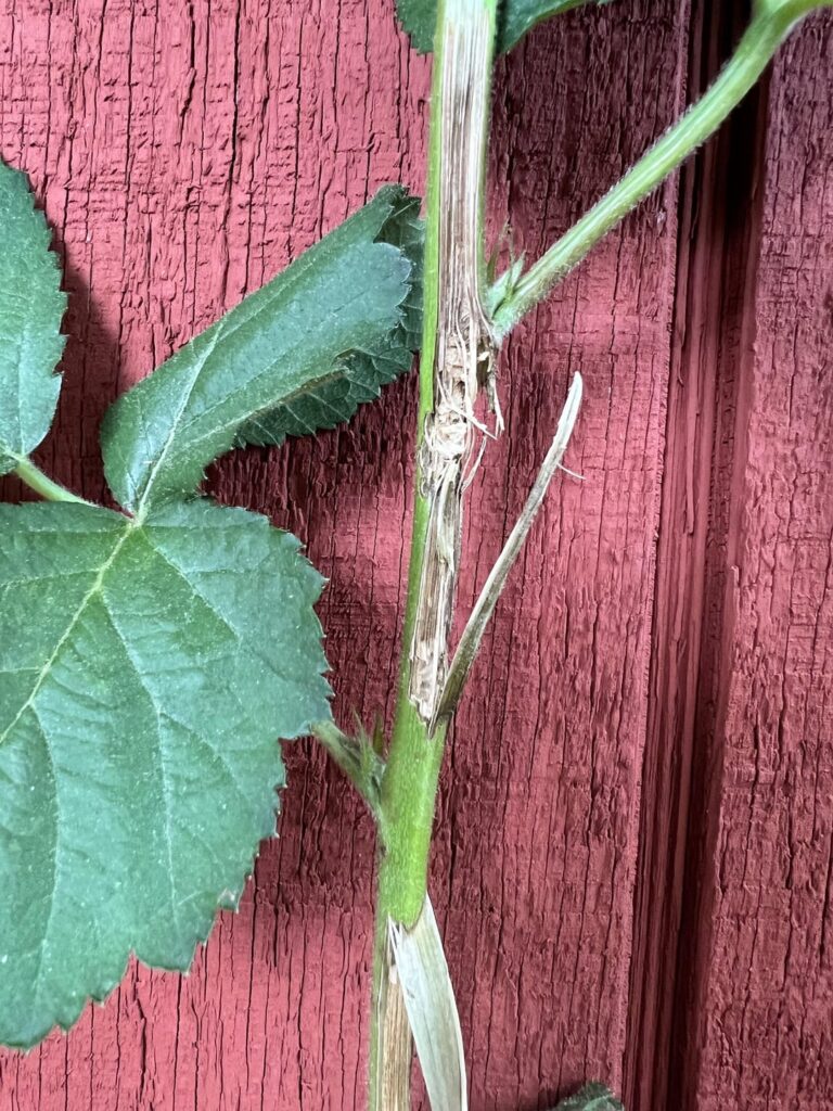 Raspberry damage help