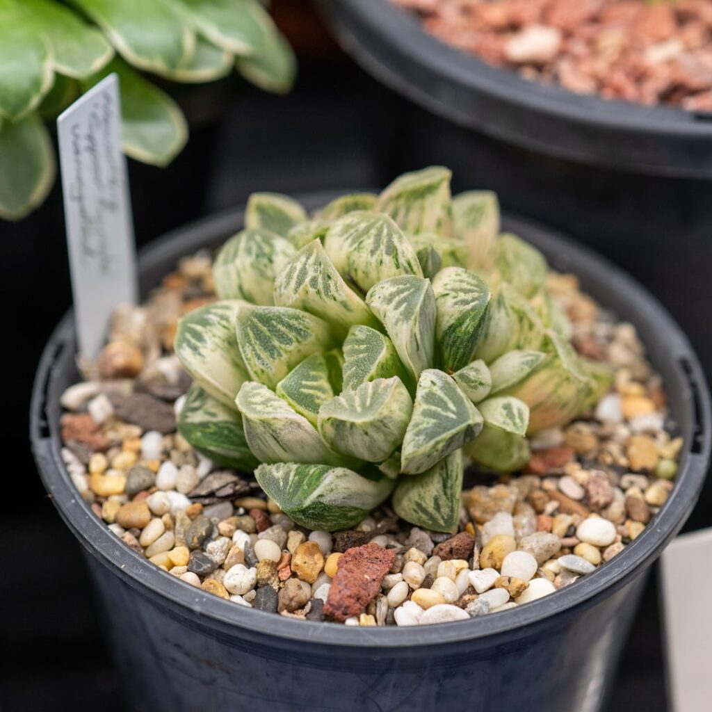 CSSQ Society Show Day pt1