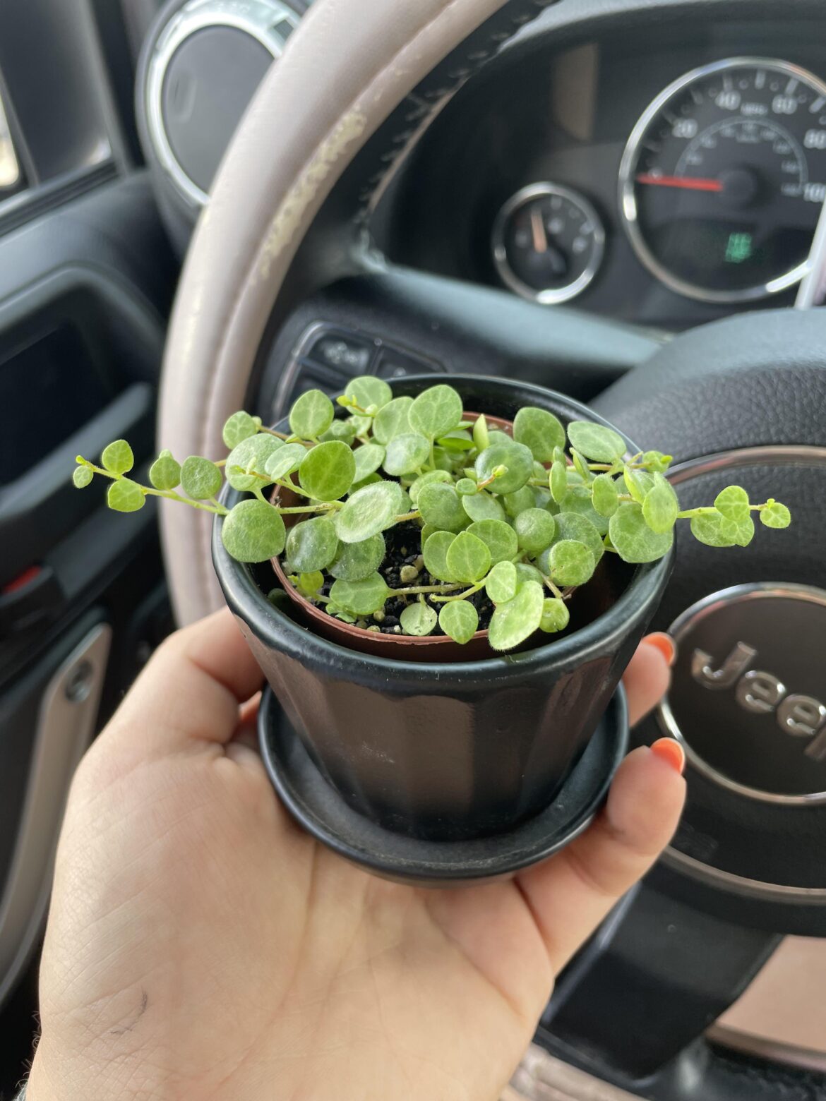 A new baby string of turtles for my fathers birthday😊