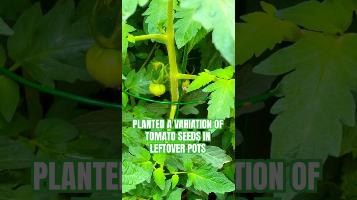 TOMATOES (Different Kinds) In Pots In My Backyard GARDEN #garden #tomatoes #diy #shorts