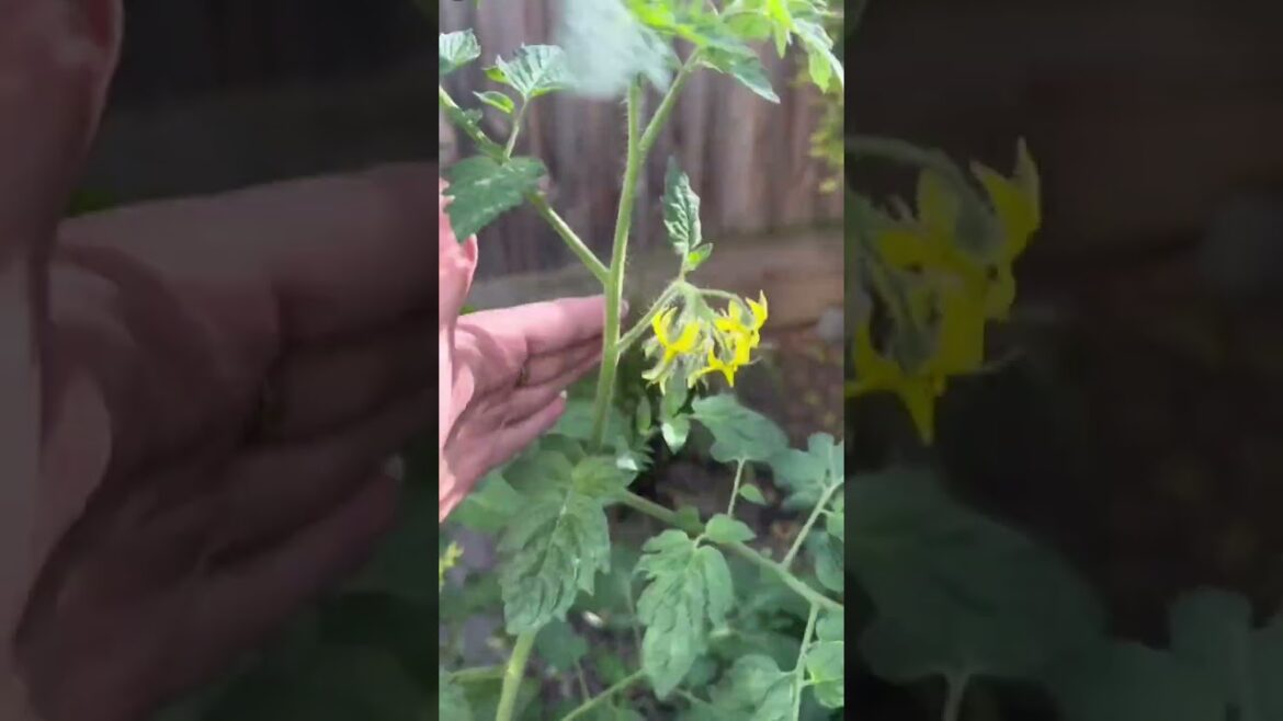 Follow for more gardening tips and tricks π¨βπΎπ§Ίπ±π‘ #shorts #viral #diy #hack #plants #plantslover Follow for more gardening tips and tricks π¨βπΎπ§Ίπ±π‘ #shorts #viral #diy #hack #plants #plantslover