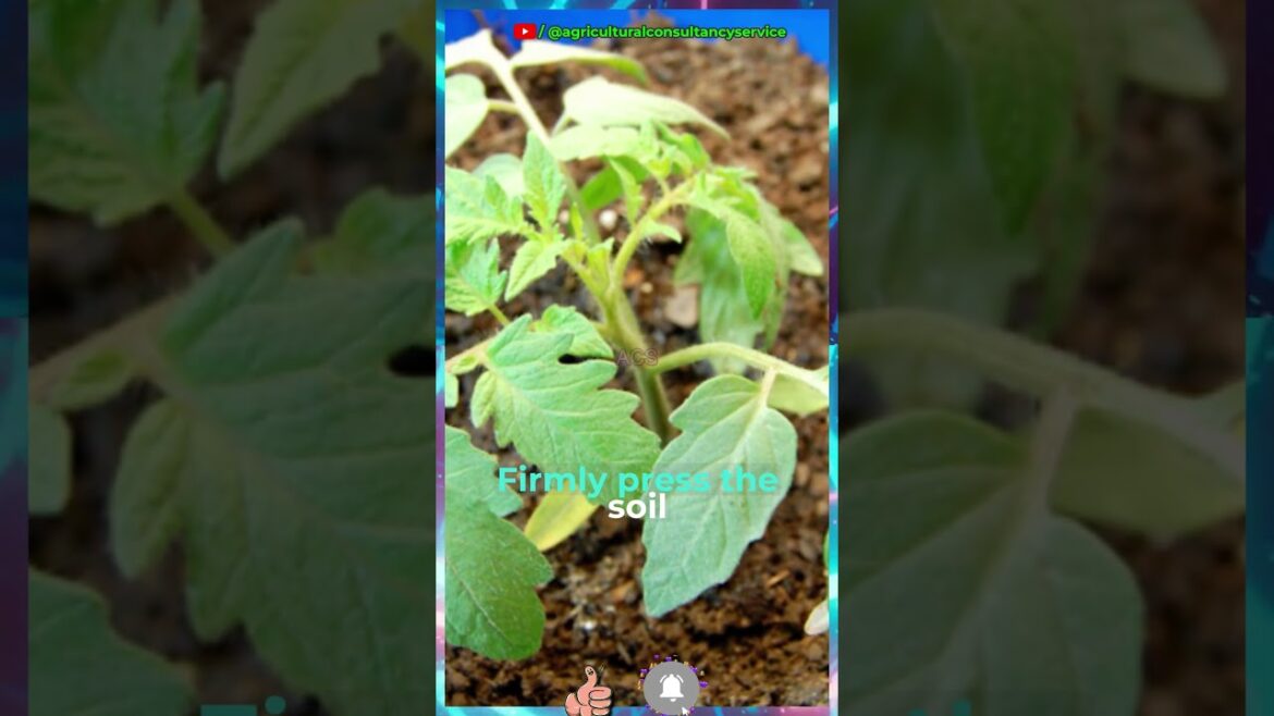 Ultimate Guide: Growing Tomatoes from Plastic Containers! #agri #garden