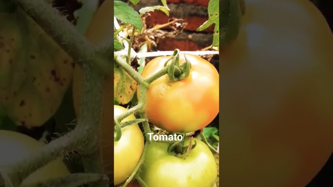 fresh Tomato in my home garden/grow tomato from seeds #shortsfeed #youtubeshorts #garden #yt #tomato