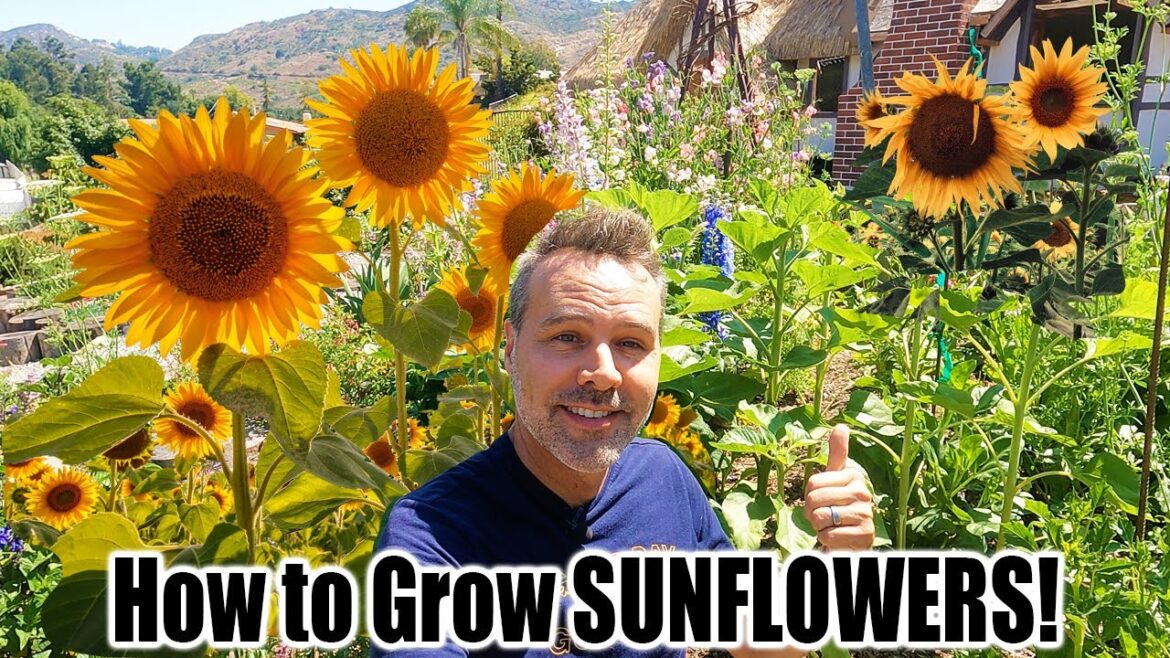How to Grow Sunflowers at Home