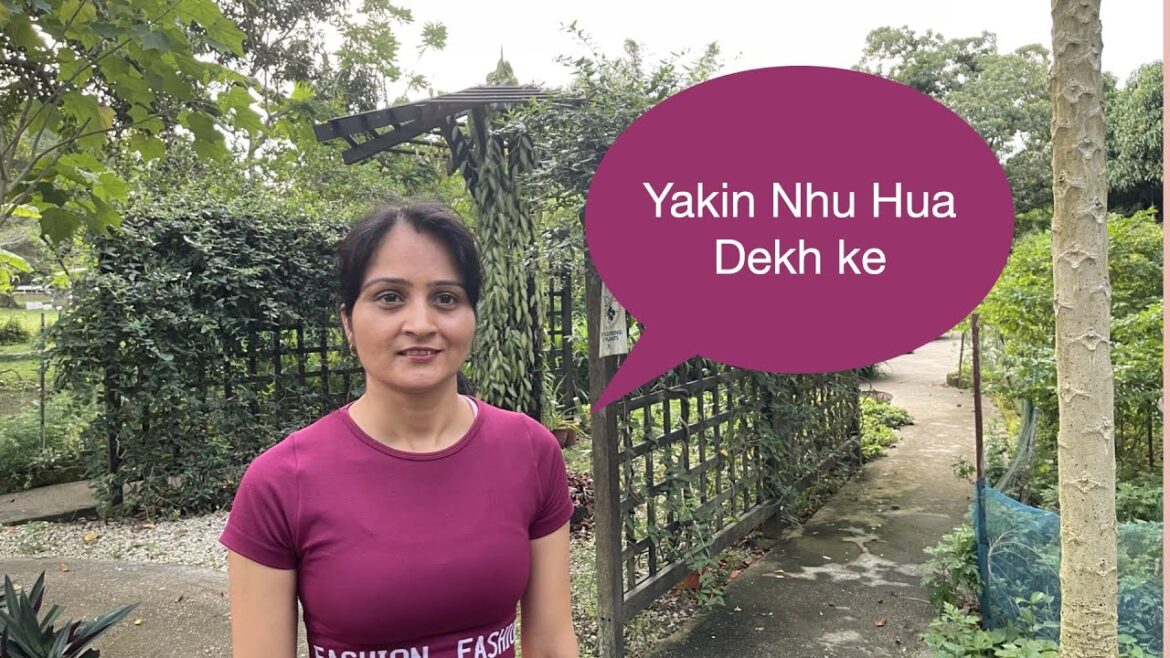 Visit of Kitchen Garden | Harvesting Deshi Vegetables In Singapore 2023 Visit of Kitchen Garden | Harvesting Deshi Vegetables In Singapore 2023