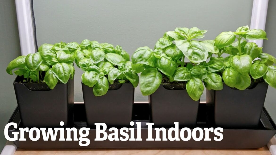 Growing Basil Indoors