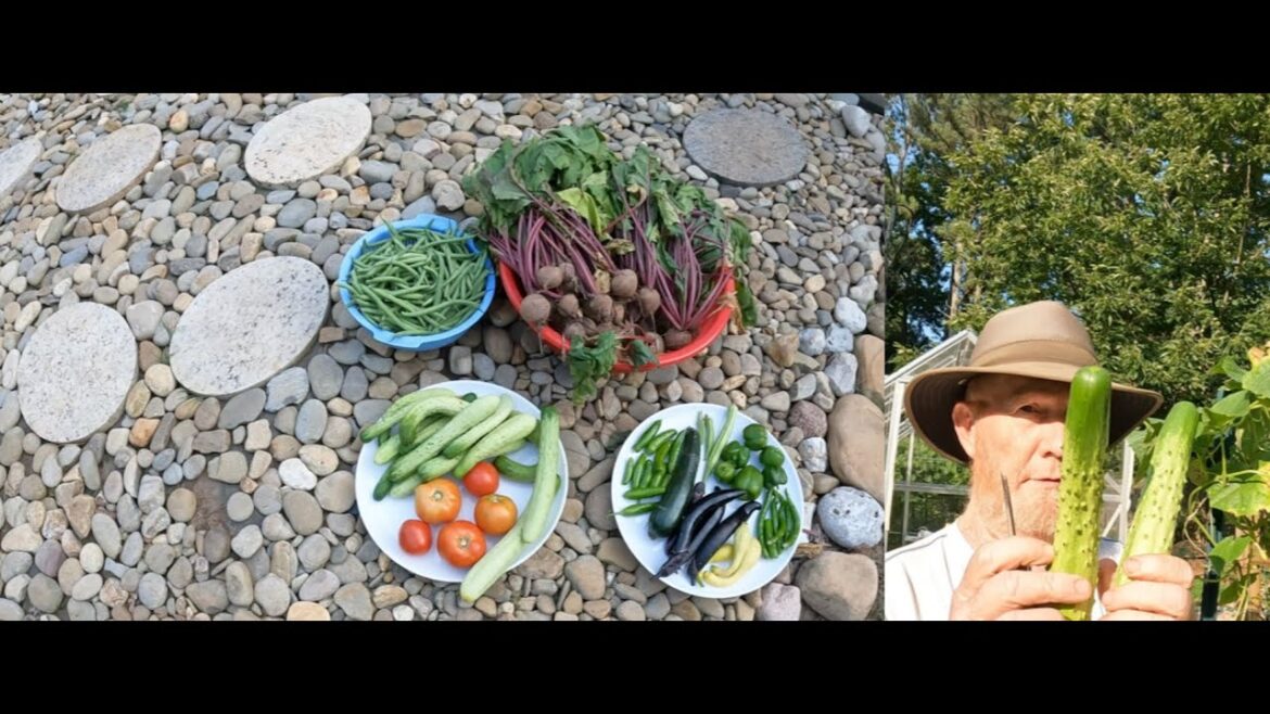 Tips and tricks Update for 5 Videos - July Garden - Zucchini, Peppers, Tomatoes, Cucumbers