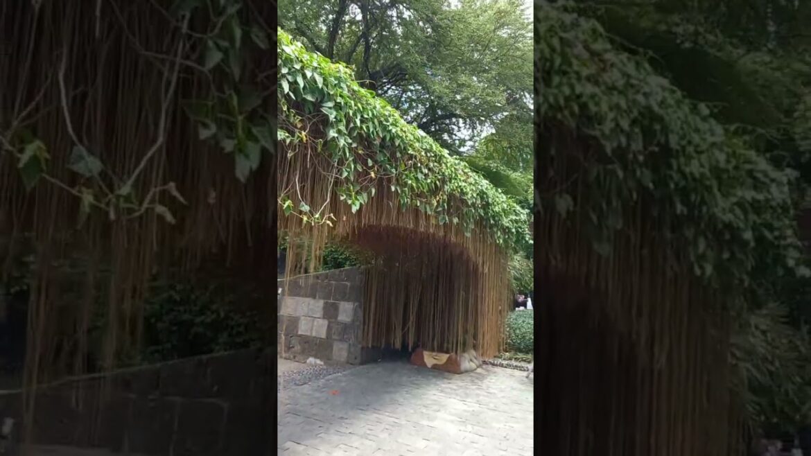 Japanese Garden @Rizal Park. #shorts #shortvideo #japanesegardens #luneta #rizalpark #papaverzkytv