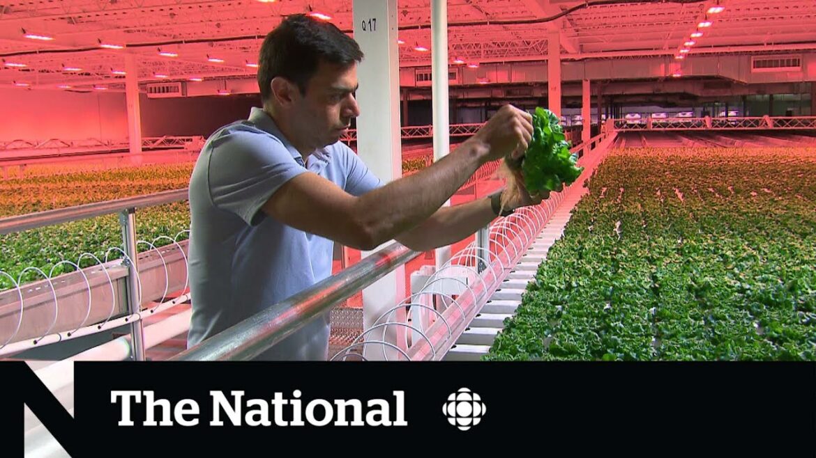 These urban farms are helping feed people who struggle to pay for food