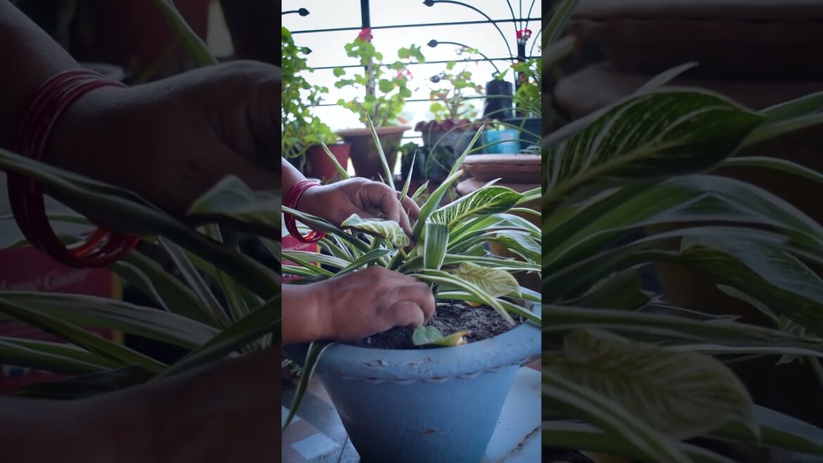 Don’t Make this Mistake – Indoor Plant Caring Tips #shortsvideo #youtubeshorts #indoorplants Don't Make this Mistake - Indoor Plant Caring Tips #shortsvideo #youtubeshorts #indoorplants