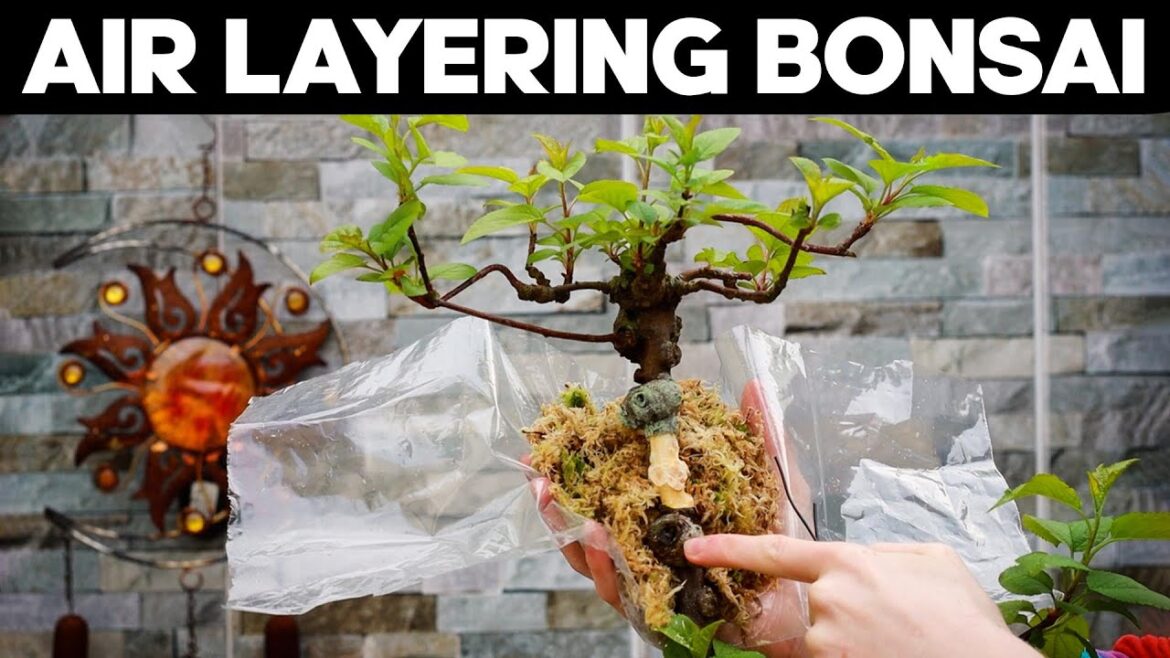 How to Air Layer an Old Apple Tree for Bonsai EASY How to Air Layer an Old Apple Tree for Bonsai *EASY*
