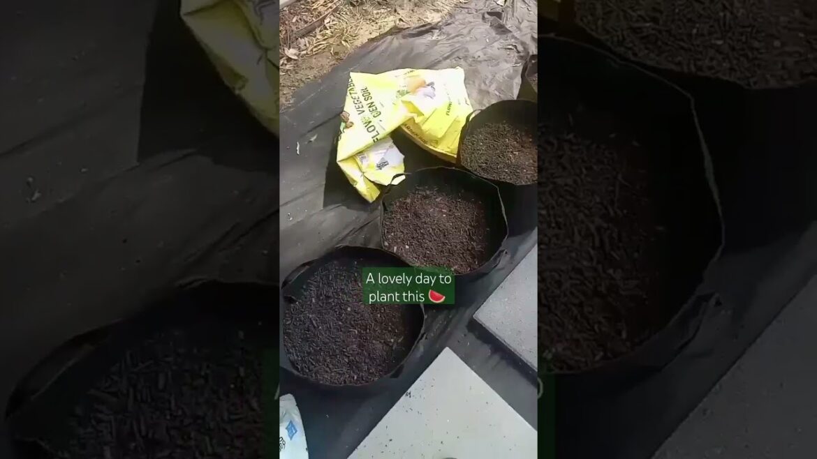 A Lovely Day to Plant 🍉 | Container Garden | Small Space Gardening