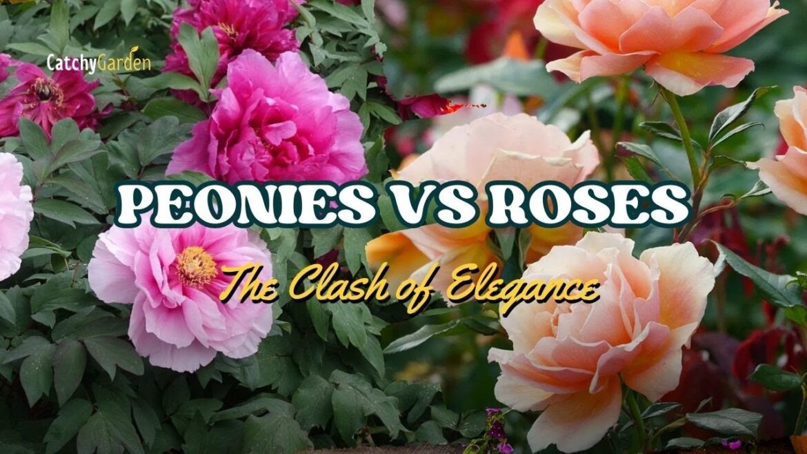 Peonies vs Roses: The Clash of Elegance 🌸🌺 // Gardening Tips