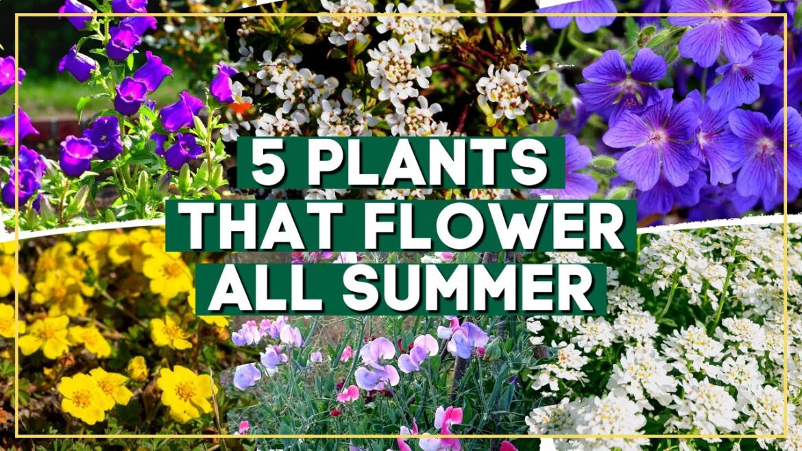 Transform Your Garden! 5 Plants that Bloom ALL Summer! ๐ธ๐ Transform Your Garden! 5 Plants that Bloom ALL Summer! ๐ธ๐