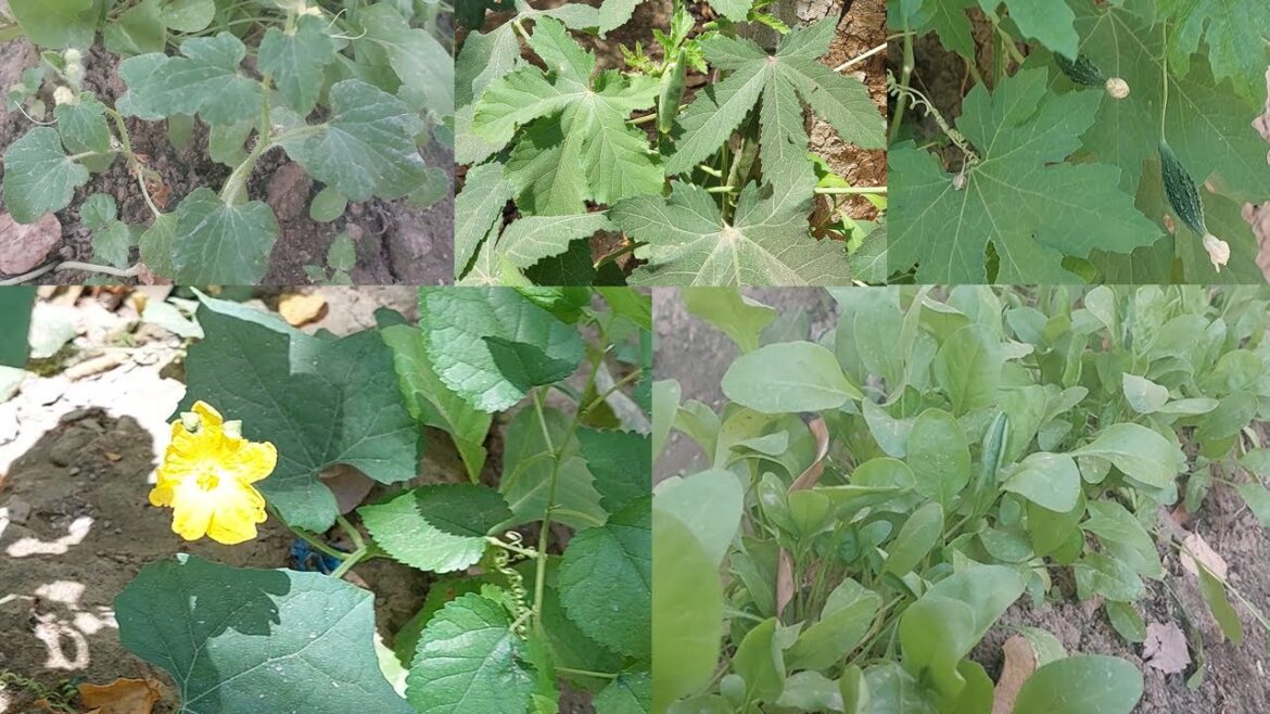 Home Gardening Offers Several Important Benefits | 7 Vegetables Easily Grown at Home @musa10j