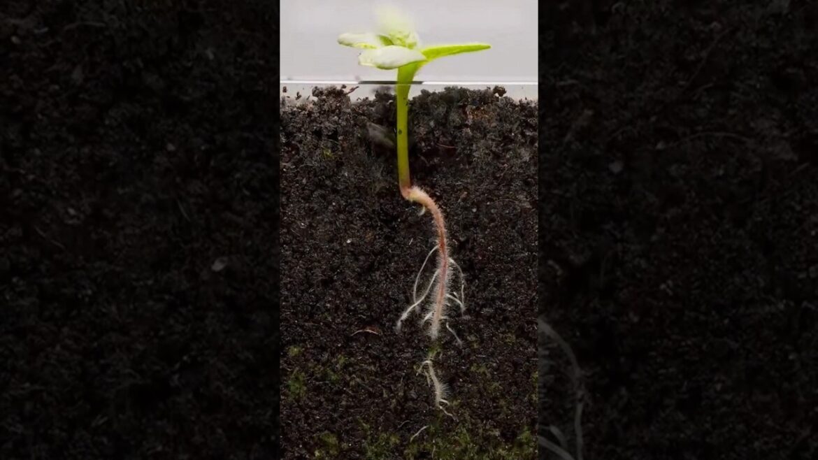 🌱Seeds Growing | Plant from seeds at home germination | Timelapse #shorts #Sunflower Seed To Flower