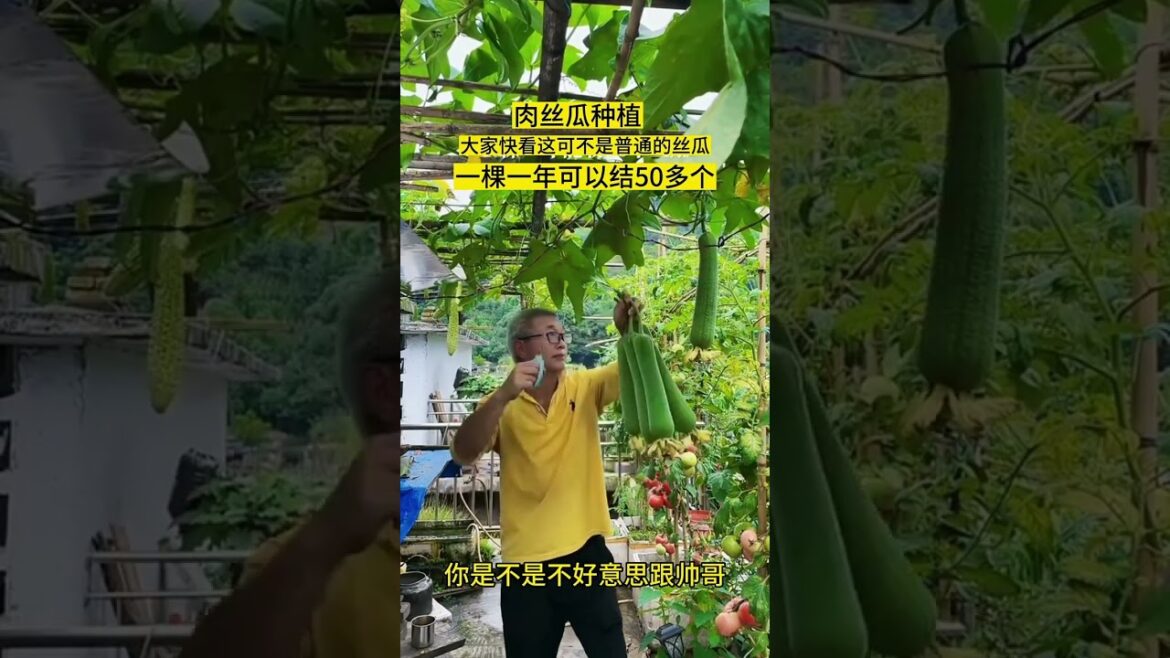 I growing garden at home by Meimei #garden #short I growing garden at home by Meimei #garden #short