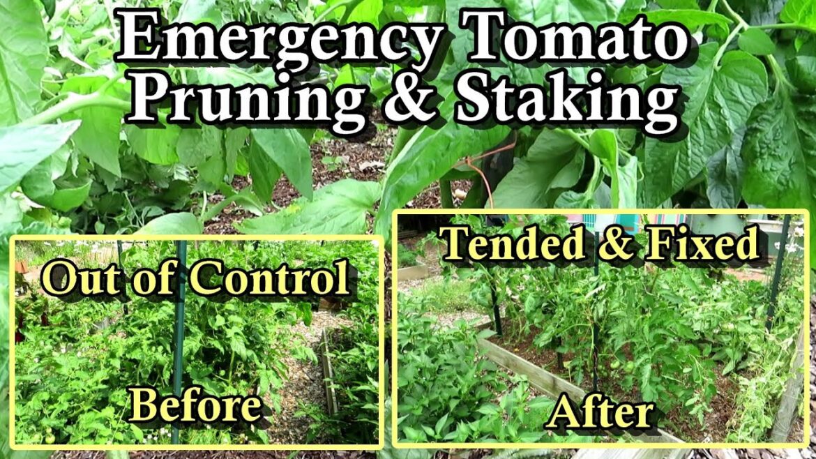 Emergency Tomato Pruning and Staking: Did Your Tomato Plants Get Out of Control? - Here is the Fix!