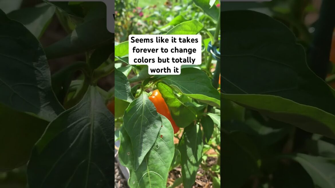 Revealed: The Surprising Truth About Growing Peppers At Home #gardening #gardenshorts Revealed: The Surprising Truth About Growing Peppers At Home #gardening #gardenshorts